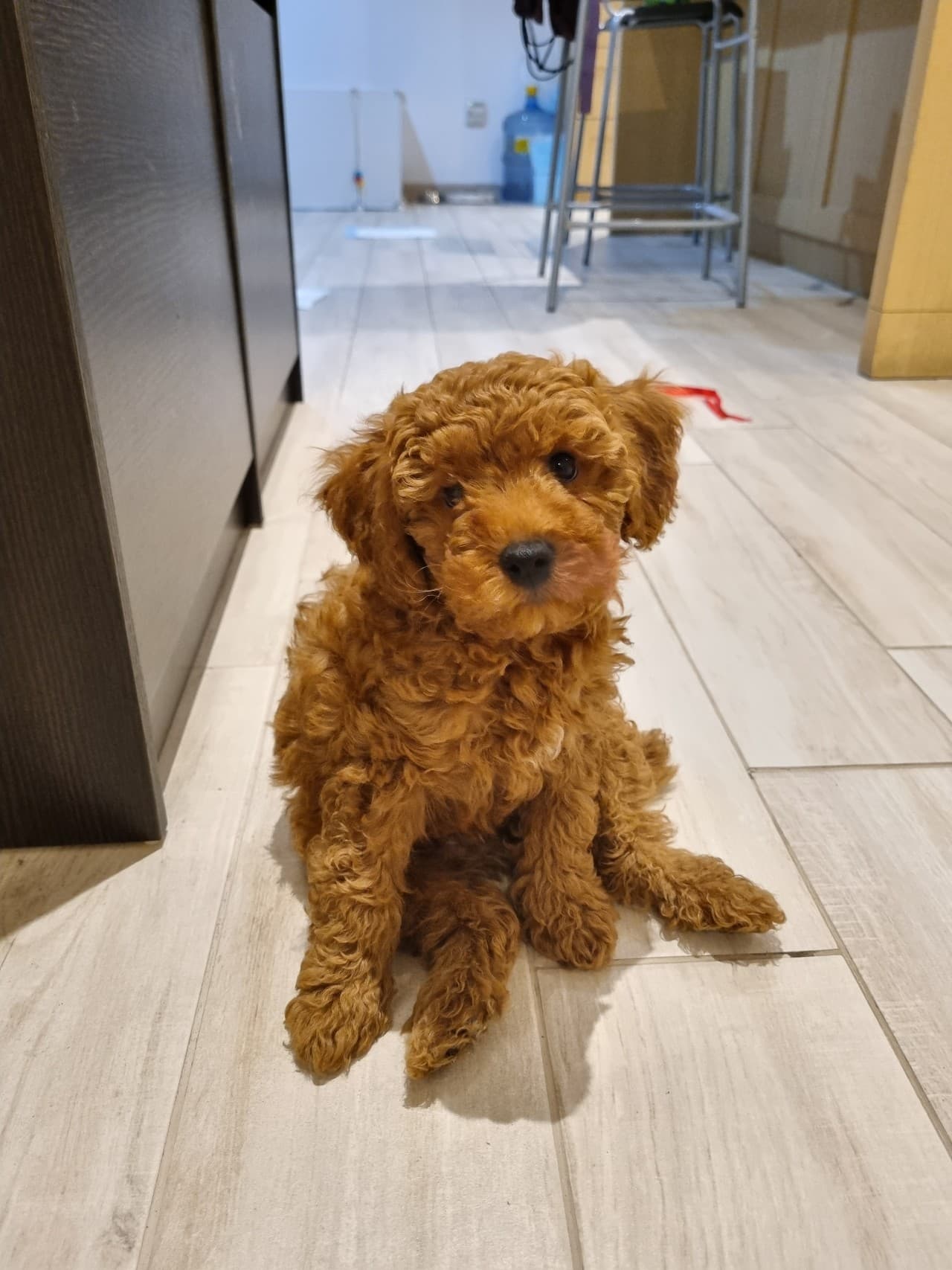 Pawly sitting on the kitchen floor as a puppy.
