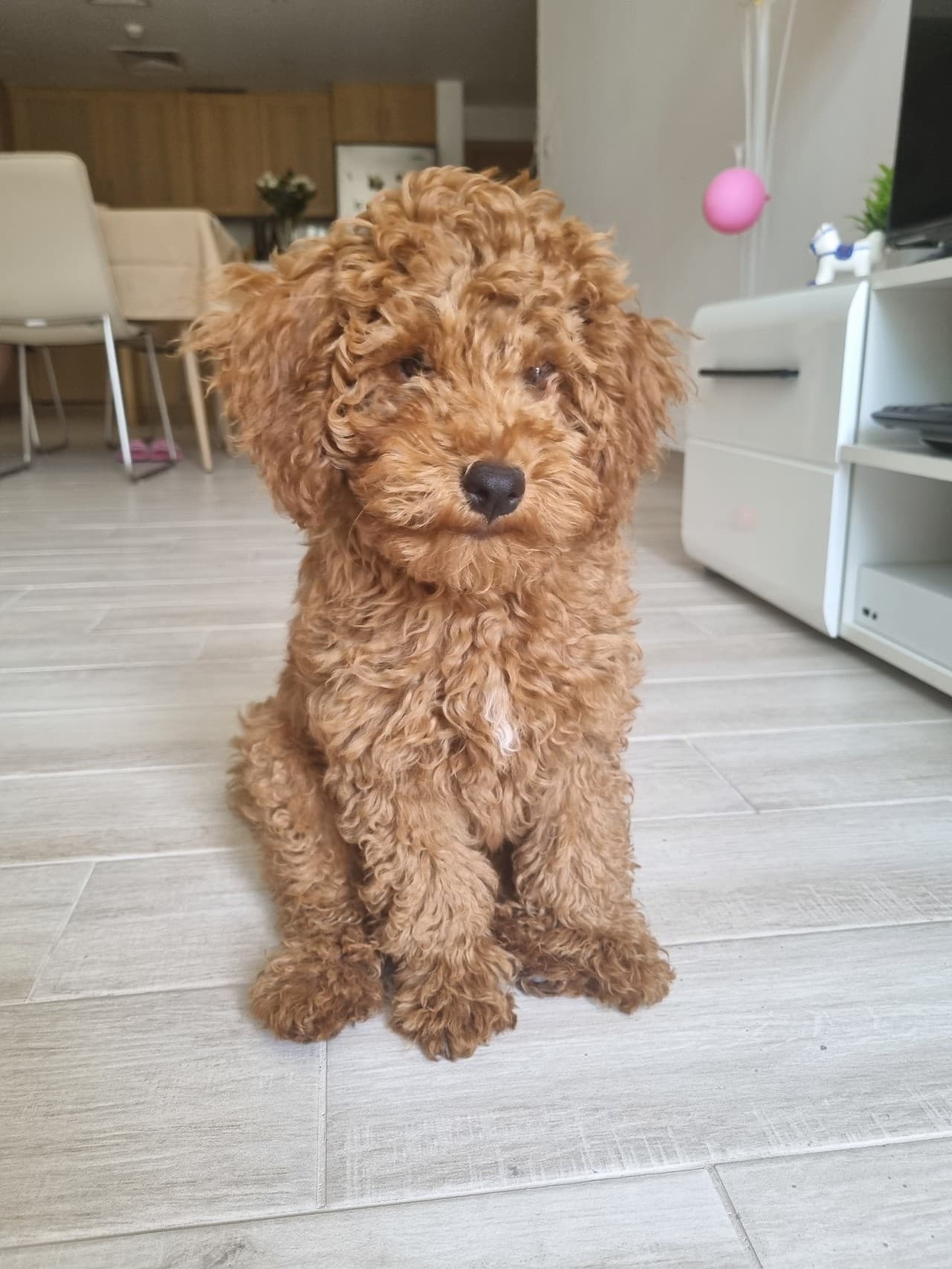 Pawly sitting indoors as a puppy.