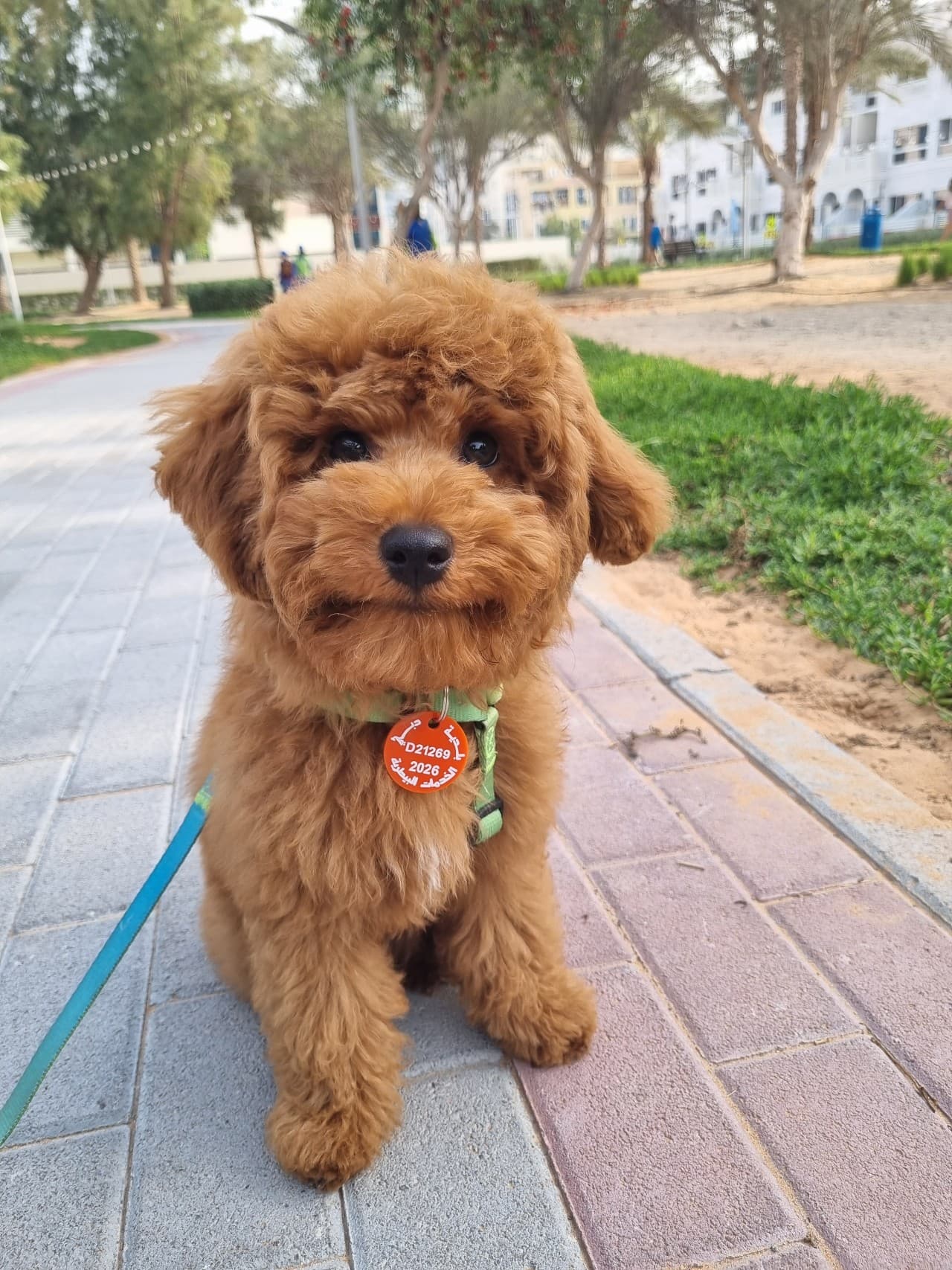 Pawly sitting outside on a path.