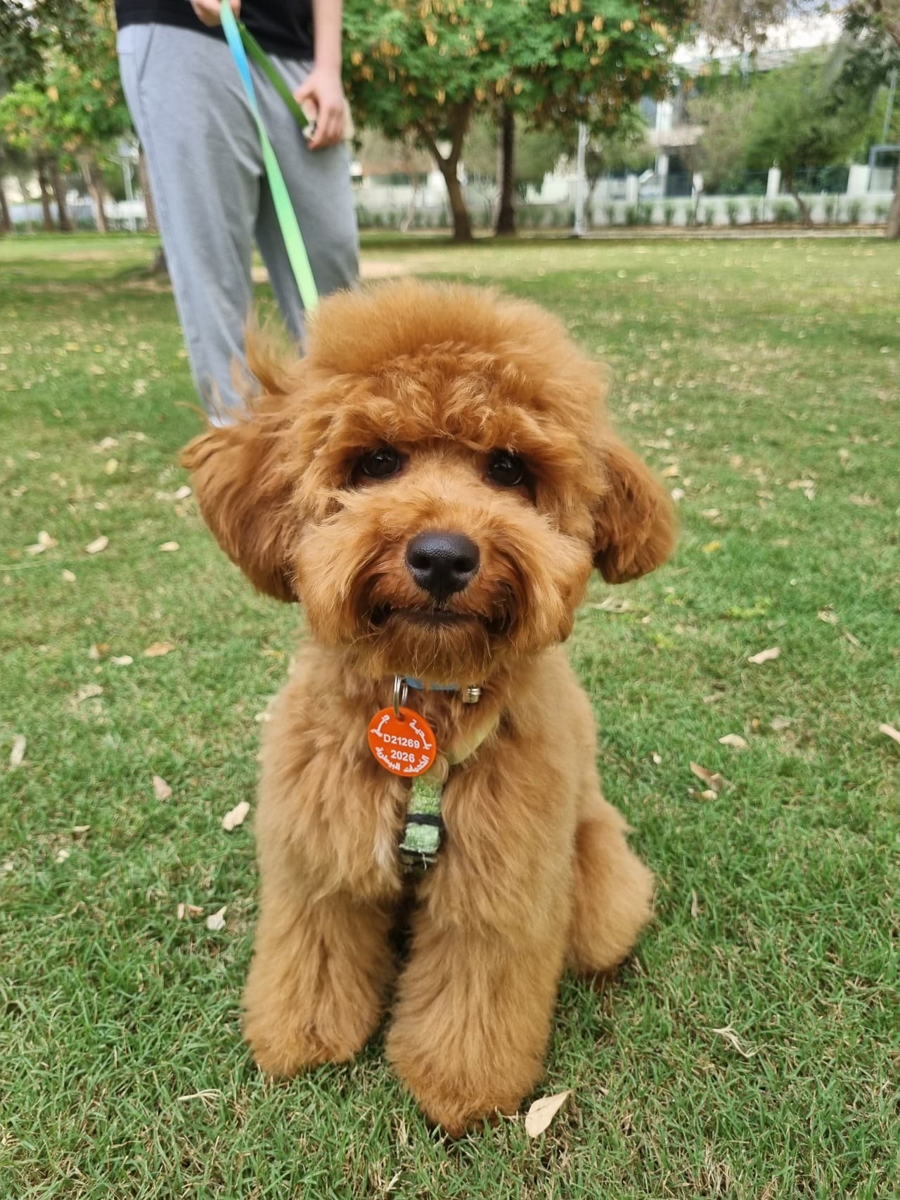 Pawly sitting on the grass.