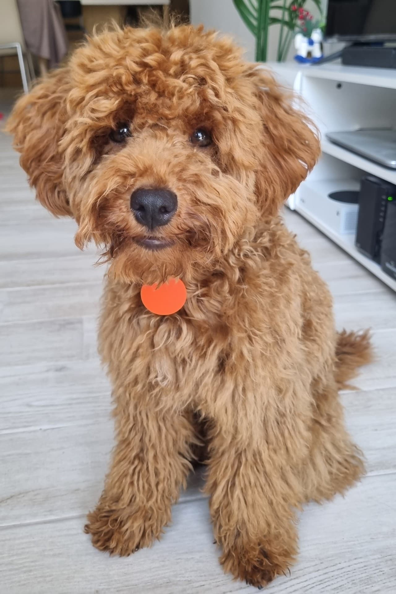 Pawly sitting indoors with an orange tag.