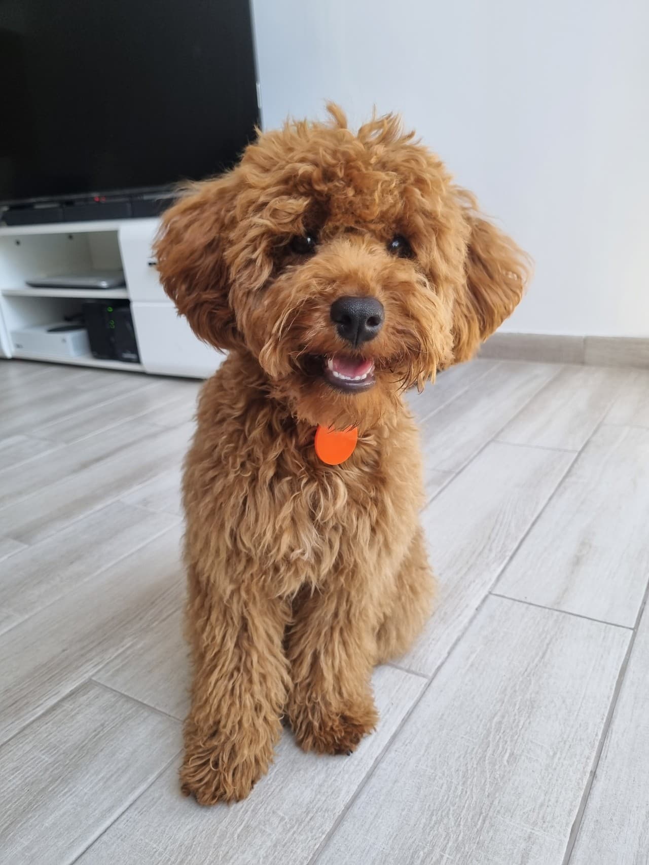 Pawly smiling while sitting indoors.
