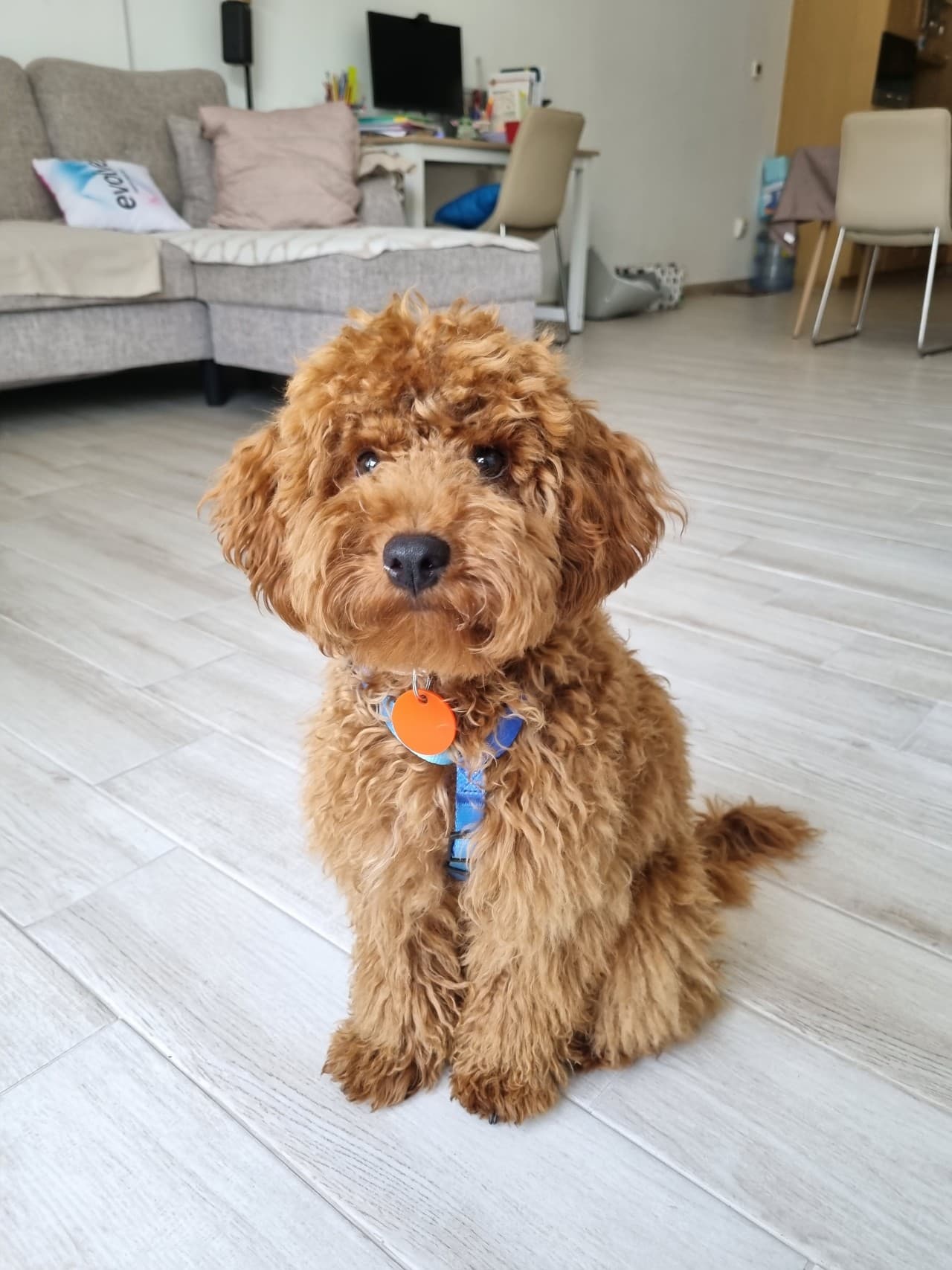 Pawly sitting indoors in a blue harness.