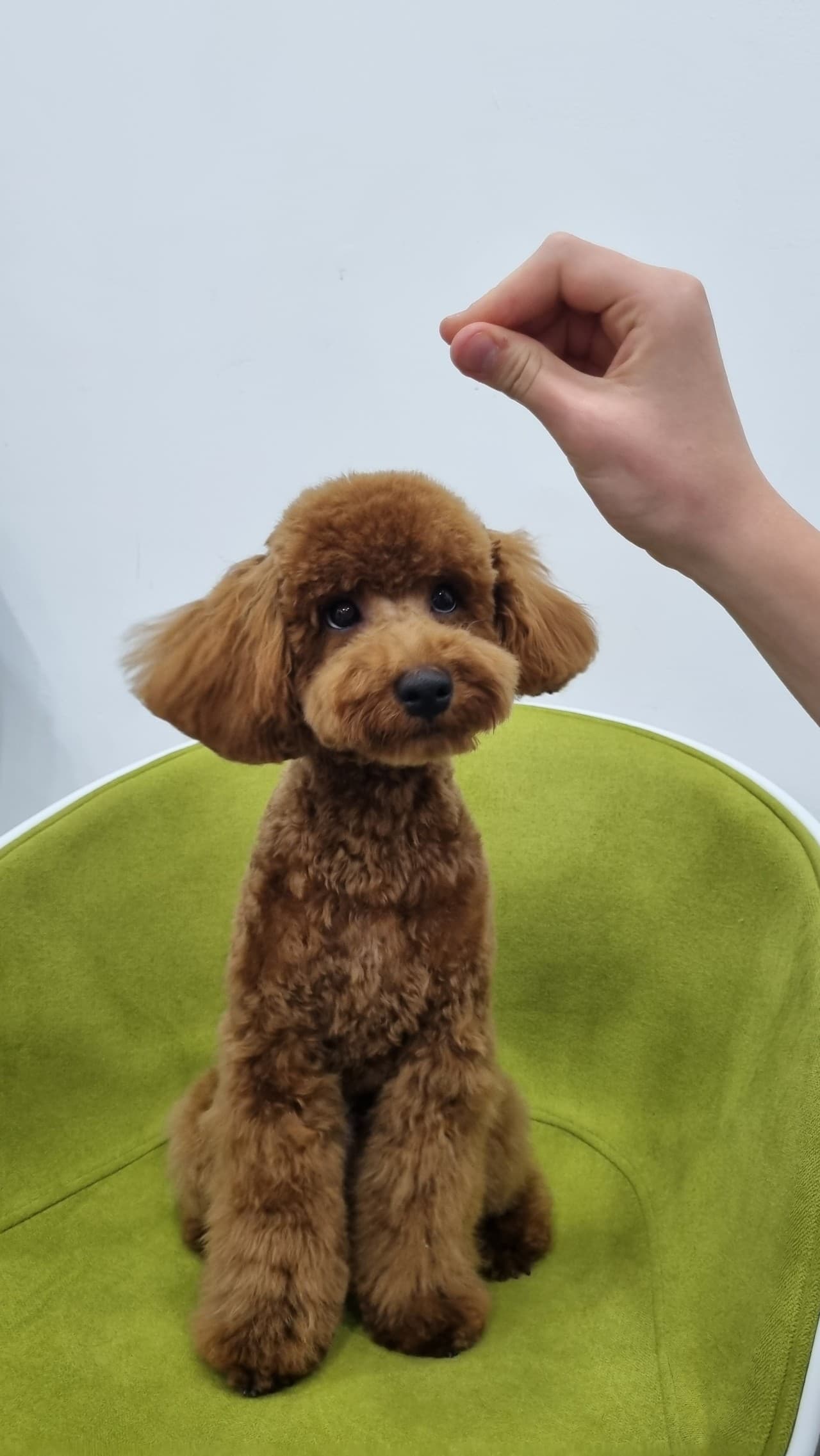 Pawly sitting on a green chair during training.