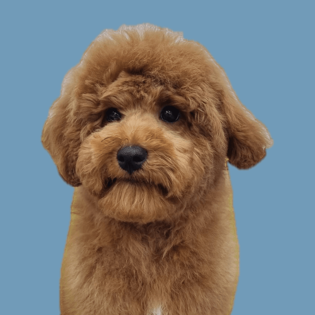 Official PAWLY token image featuring Pawly.