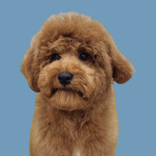 Pawly token portrait.